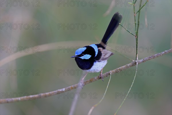 Superb fairywren