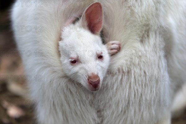 Red-necked wallaby