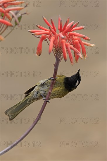 Black-throated Honeyeater