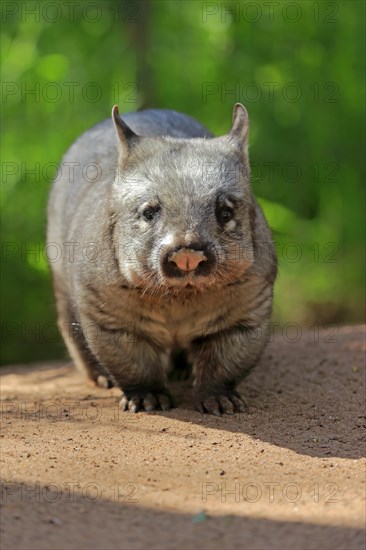 Southern hairy-nosed wombat