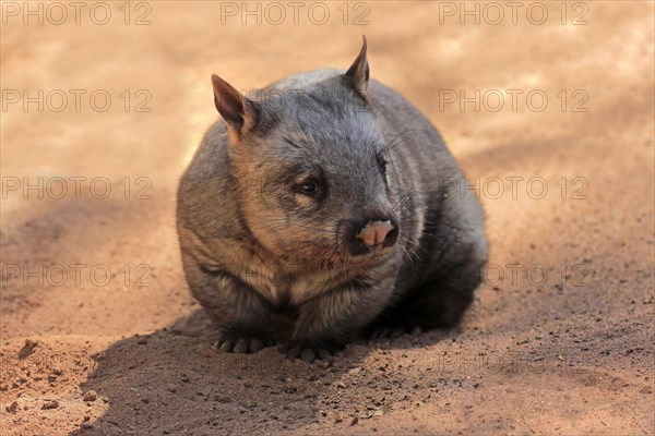 Southern hairy-nosed wombat