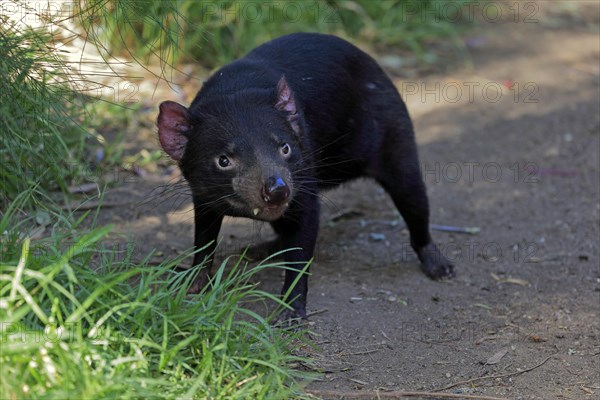 Tasmanian devil