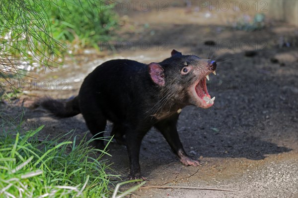 Tasmanian devil