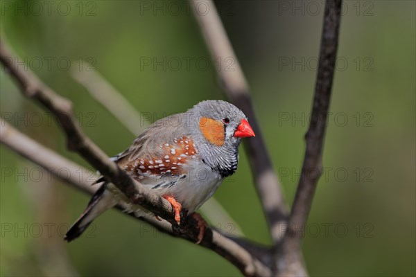 Zebra finch