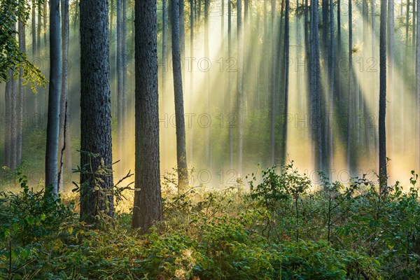 Mixed forest in the early morning