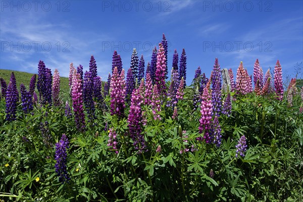 Lupines