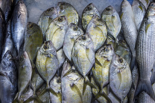 Fresh fish at the fish market of Jeddah