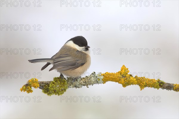 Willow tit