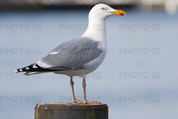 European herring gull