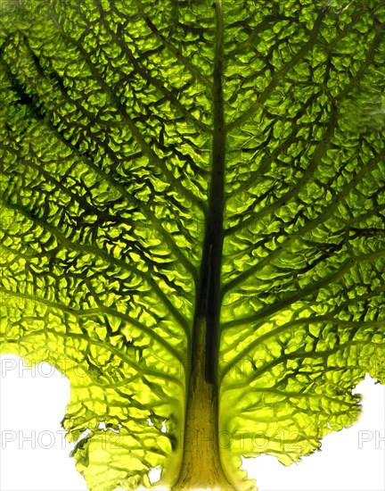 Close-up of a cabbage leaf