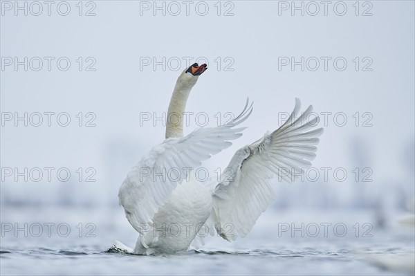 Mute swan