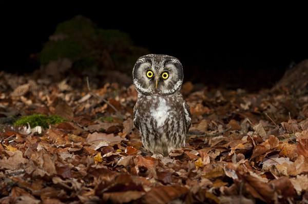 Tengmalm's owl