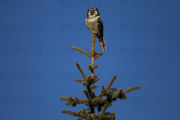 Northern Hawk Owl