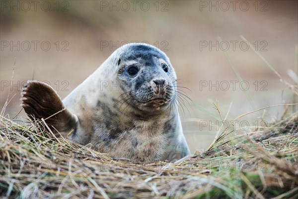 Gray Seal puppy