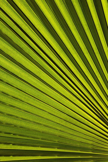 Leaf of a petticoat palm or Washington palm