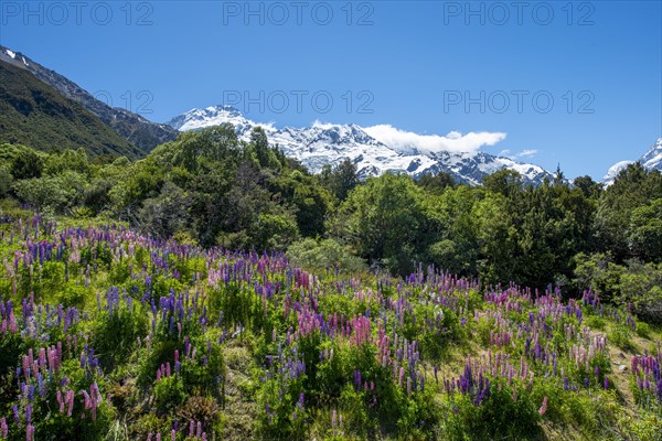 Purple Multileaved Lupines