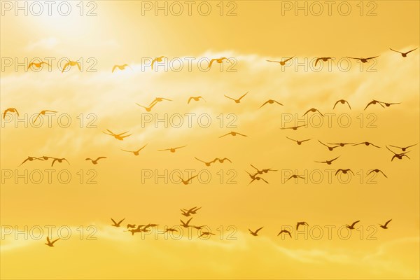 Brent Geese in flight in the Sunrise