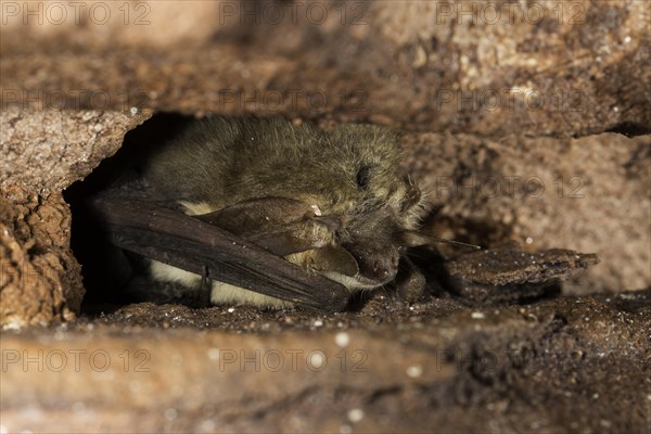 Grey long-eared bat