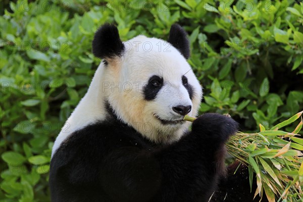 Giant Panda