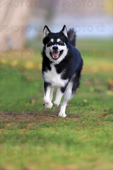 Alaskan Malamute