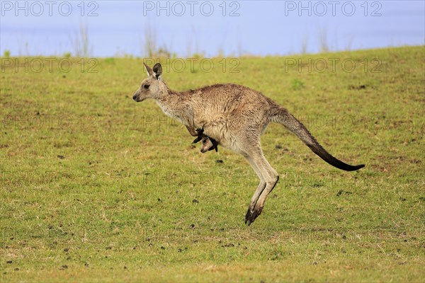 Eastern grey kangaroo