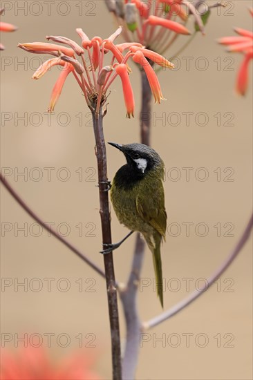 Black-throated Honeyeater