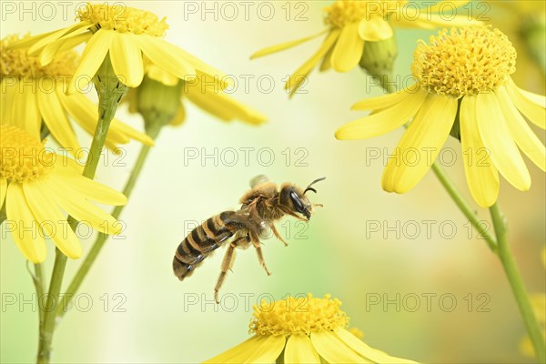 Sweat Bee