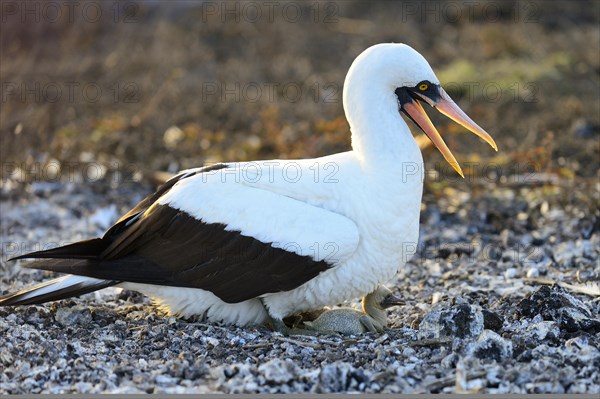 Nazca booby