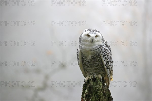 Snowy owl