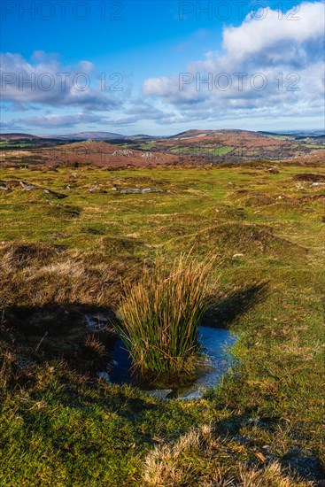 Fields and meadows in Haytor Rocks