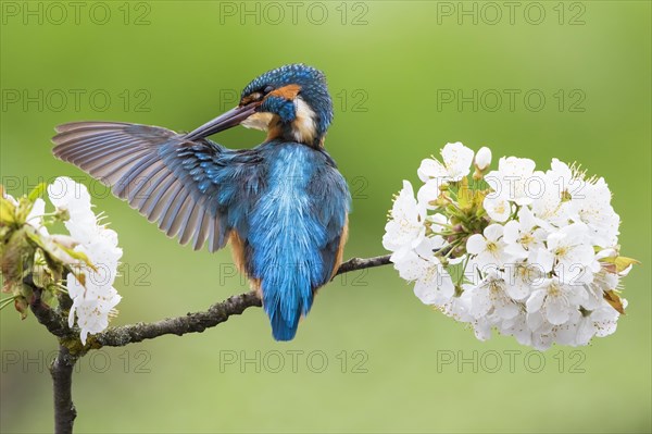 Common kingfisher