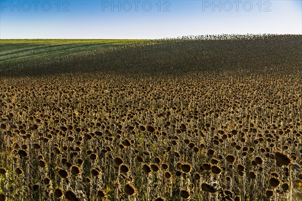 Field of faded sunflowers