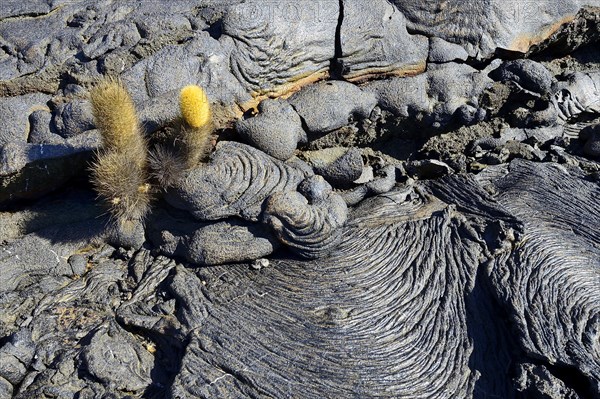 Lava cactus