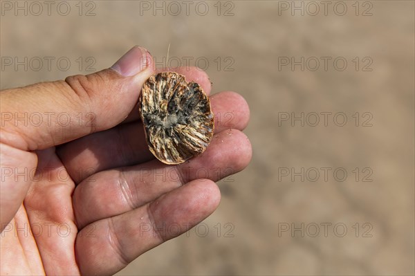 Hand holding a betle nut