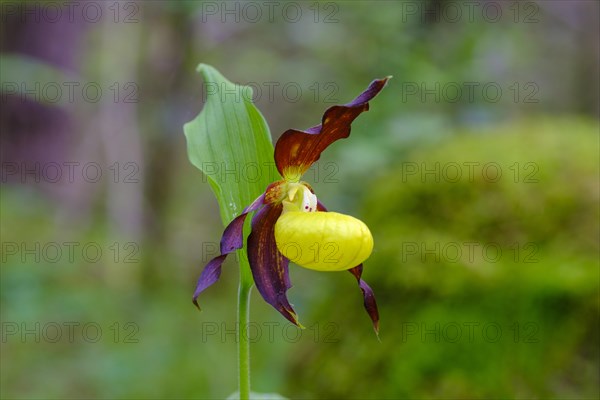 Yellow lady's slipper orchid