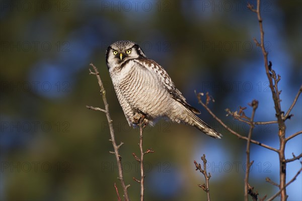 Northern Hawk Owl