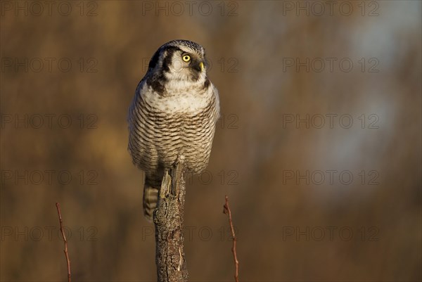 Northern Hawk Owl