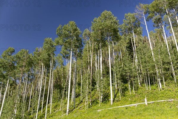 Birch forest