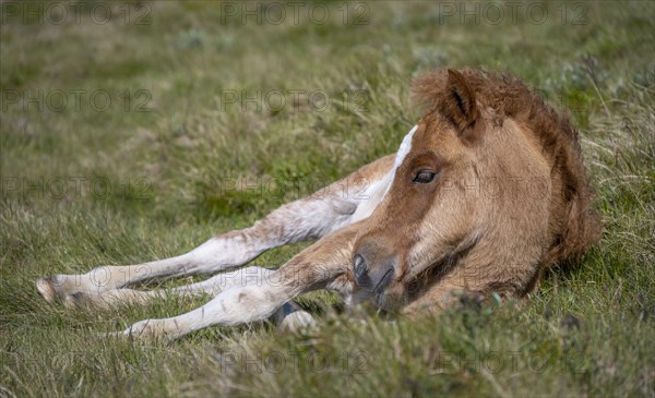 Norwegian fjord horse