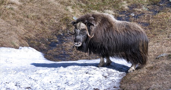 Musk ox