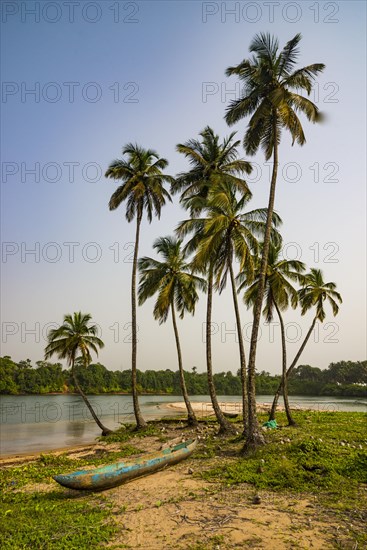 Palm trees and dugout