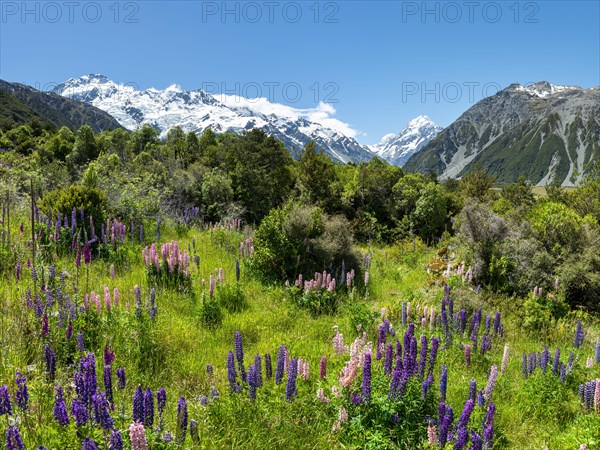 Purple multileaved lupines