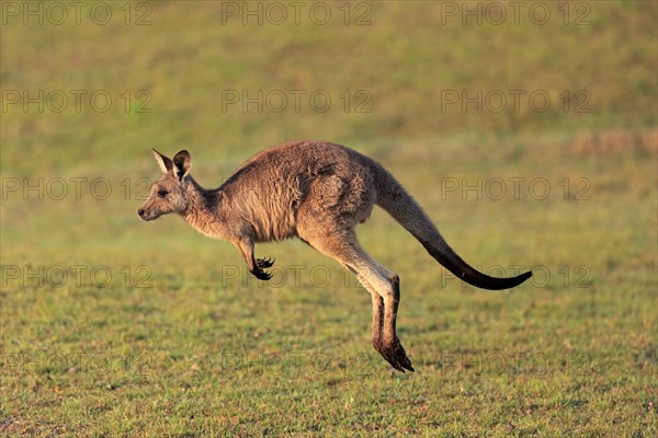 Eastern grey kangaroo