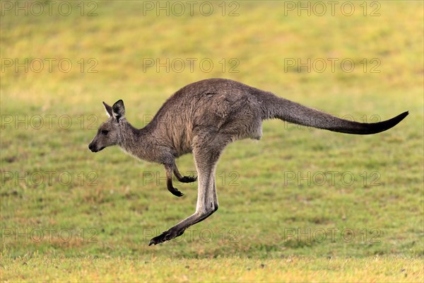 Eastern grey kangaroo