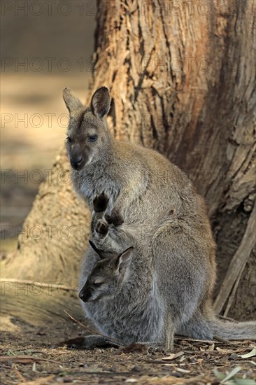 Red-necked wallaby