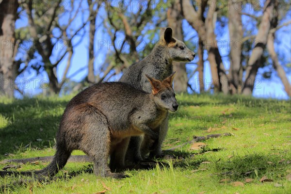 Swamp wallaby