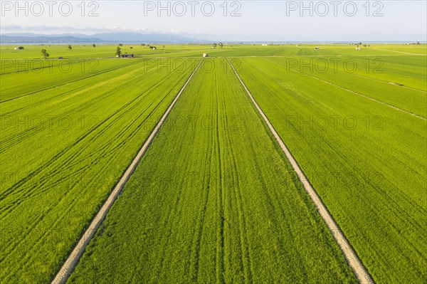 Rice fields