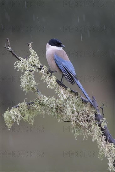 Azure-winged Magpie