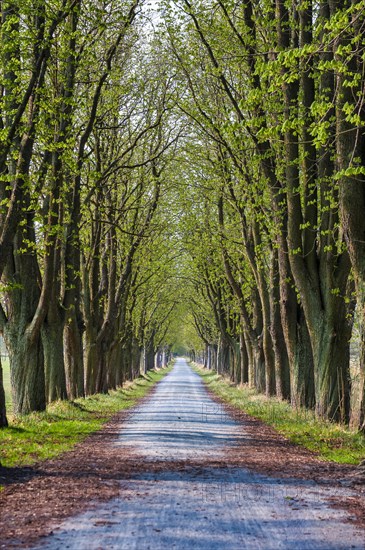 Chestnut avenue in early spring