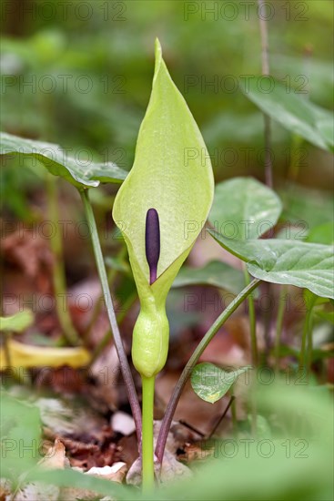 Common arum